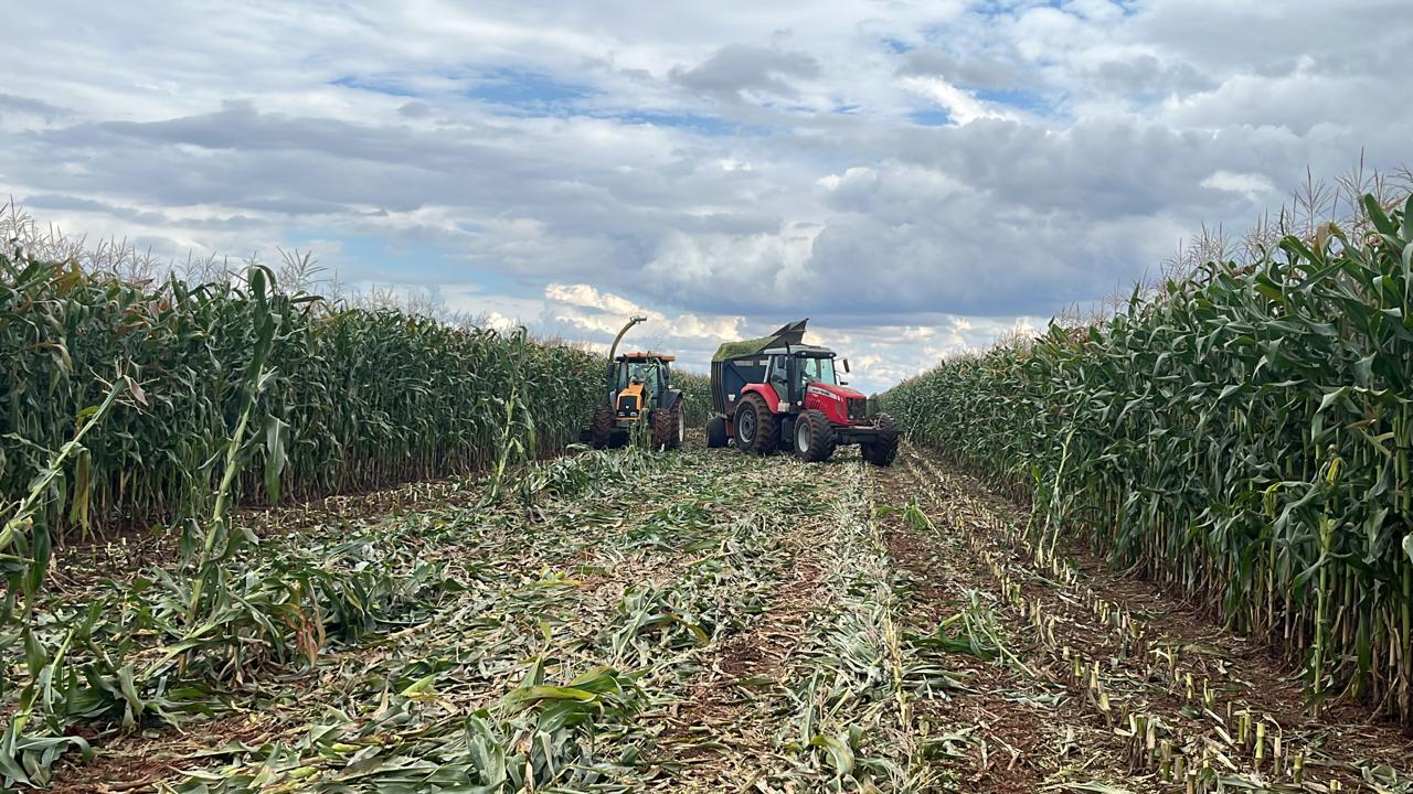 Imagem da galeria distribuidora