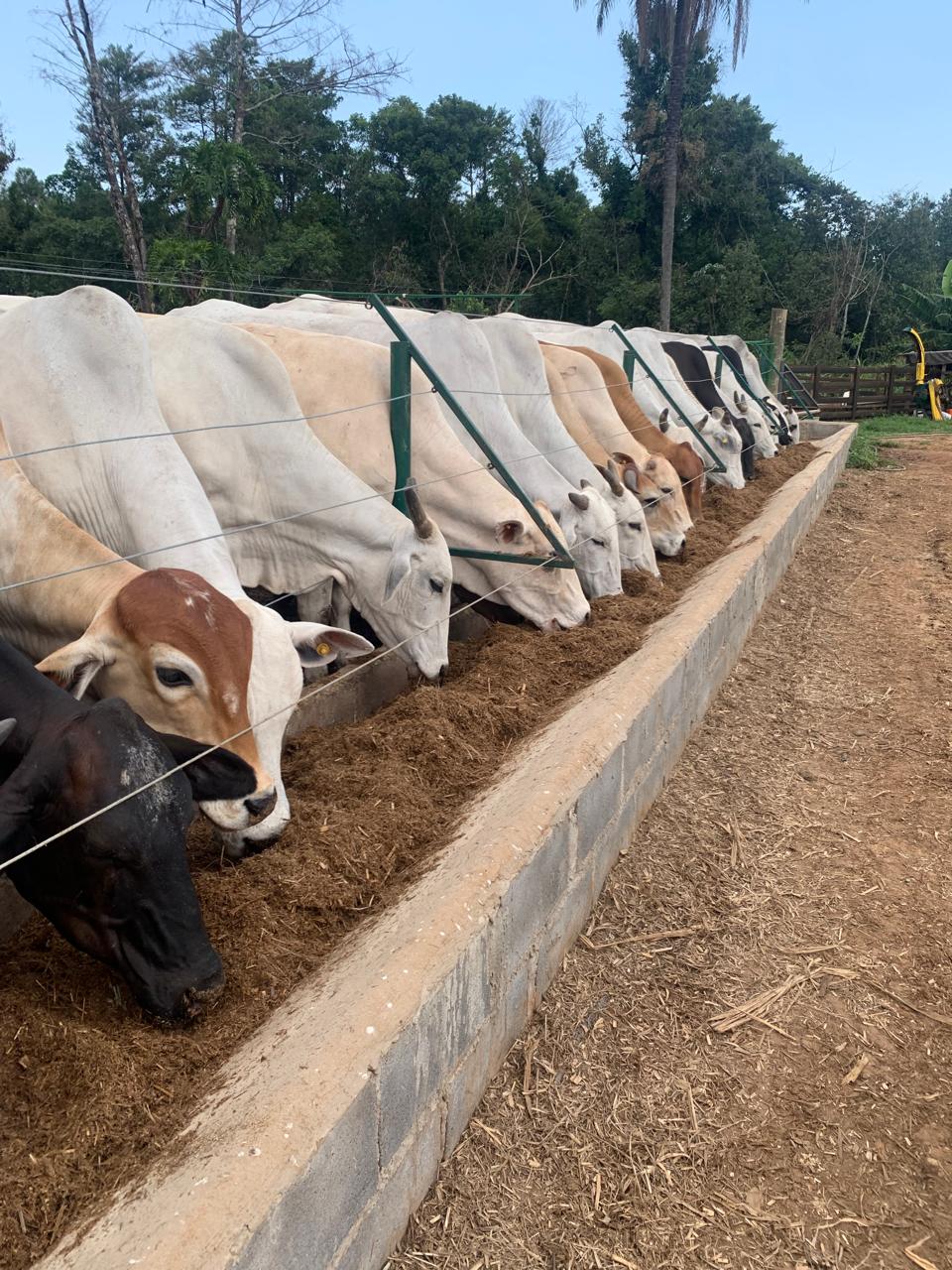 Imagem da galeria distribuidora